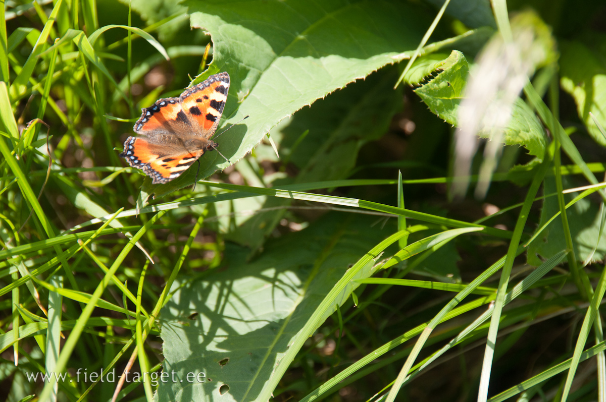The sun is shining today, but tomorrow it rains